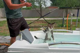 让猫学游泳你们觉的可行吗，老兵算是领教了！