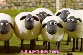 儿童动画|小狗与小羊玩飞盘游戏，可小狗玩着玩着突然消失了~