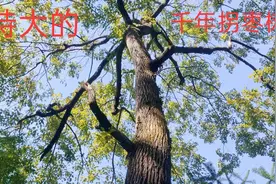 深山里发现一棵特大的拐枣树，估计有上千年，还有一树的诱人果实视频封面