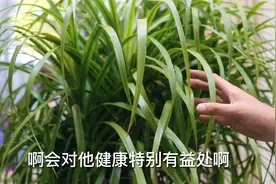 龙须树叶子枯了怎么办？园艺师教你，龙须树的关键养护技巧视频封面