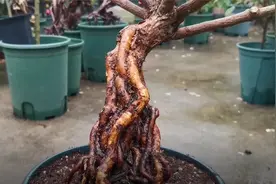 月季盆景养护后期出现失枝失根，多半是上盆时这一步没做到位视频封面