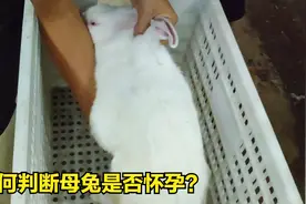 提升母兔生产率，也比较需要经验的养兔流程，摸胎小技巧视频封面