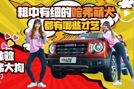 哈弗大狗一探究竟，粗中有细的萌犬都有哪些才艺视频封面