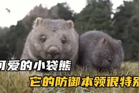 可爱的小袋熊，它的防御本领却很特别(3)视频封面