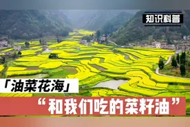 油菜花是怎么变成我们餐桌上的菜籽油的，还以为油菜花只是好看吗视频封面
