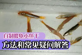鱼虾喂龟效果好，乌龟爱吃长得快，自制晾晒小鱼干方法和疑问解答视频封面