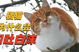 橘猫口吐白沫是什么原因，不了解后果很严重！视频封面