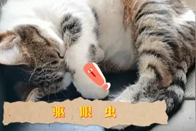 眼线虫会引起猫咪眼部疾病，要做好预防，猫咪眼线虫会传染人吗