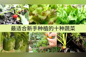 新手种菜：适合新手种植的十种蔬菜，生长快，易管理，病虫害少！视频封面