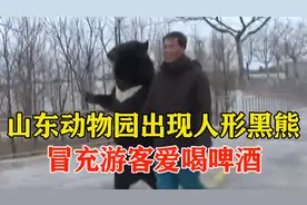 山东一动物园，十岁黑熊被传已成精，冒充游客爱喝啤酒！视频封面