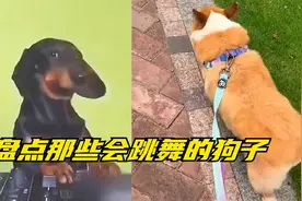 盘点那些会跳舞的狗子，狗界跳舞大比拼，一个比一个跳的带劲。视频封面