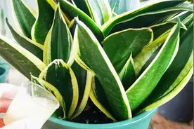 养虎皮兰，追肥用这种自制肥水，叶片肥厚挺拔，比黄豆水好用多了视频封面