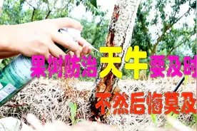 果树管理：发现天牛后不要怕，这种方法轻松就搞定，打一针就好。视频封面