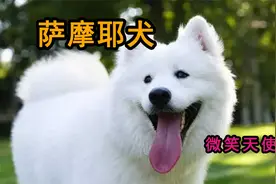 萨摩耶，犬界杨贵妃，饲养萨摩要知道的事情