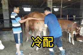 看看配牛全过程，母牛下完牛犊2个月就打栏，做到一年一犊