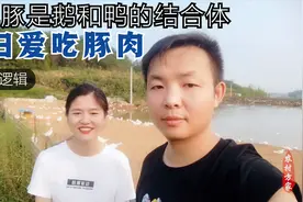 媳妇说豚肉好吃，因为豚是鹅和鸭的结合体，小伙差点信了视频封面