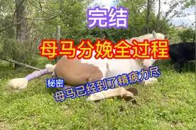 完结 母马分娩全过程，你知道多少视频封面