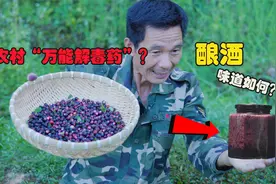 有人说它是农村“万能解毒药”？它的果实拿来酿酒，味道会如何呢视频封面
