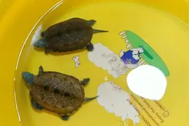 刚买回的乌龟不吃食怎么办？记住这九个字，轻松预防新龟应激反应视频封面