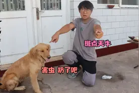小亮抓回来只漂亮的虫子当宝贝，金毛却说这是害虫，它说的对吗？视频封面