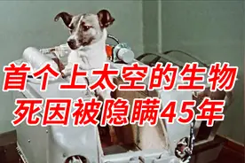 第一只进入太空的狗，因优秀而执行必死任务，死亡真相被隐瞒45年视频封面