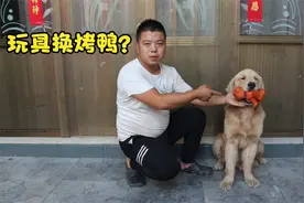 金毛从垃圾堆上捡回个玩具狗，非要和小虎换烤鸭吃，可真聪明视频封面