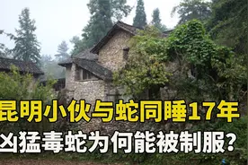 昆明少年17年来和蛇同住，晚上枕着睡觉，凶狠的毒蛇为什么被驯服视频封面