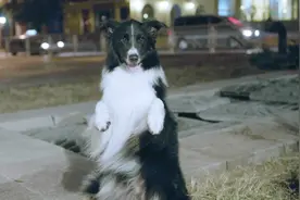 影视：男孩捡到一只边牧流浪犬，狗狗聪明会卖萌，改变了男孩命运视频封面