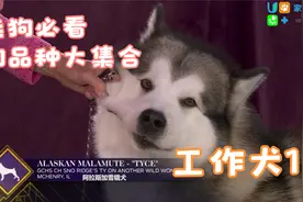 选狗必看-狗品种大集合！(工作犬1)挑选你喜欢的狗品种