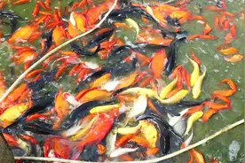 观赏鱼鱼鳞脱落危害多，影响美观事小，一不小心要它鱼命！视频封面