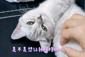 三个月银渐层颜值超高，主人撸猫意外发现背毛越来越深怎么回事视频封面