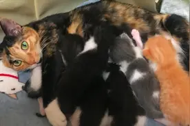 出差5天回来6个小猫崽颜值大逆袭 小流浪猫为何都是宝蓝色的眼睛