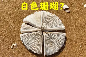 退潮后的大海，大洋赶海捡到一个四分五裂的珊瑚，和面条一样的鱼视频封面