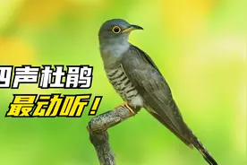 大地回春，20种大自然鸟叫声，热闹动听！视频封面