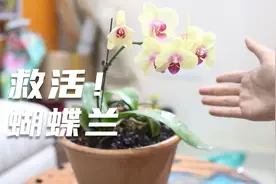 养死的蝴蝶兰不要扔，园艺师教你救活它，包括修剪换盆浇水等技巧