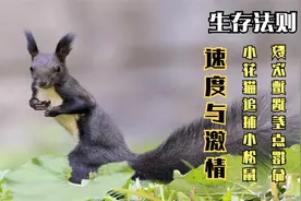 小花猫大战小松鼠，数次追逐战几乎撂命，速度与激情下的动物搏击视频封面