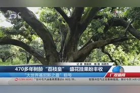 470多年树龄“荔枝皇” 盛花挂果盼丰收