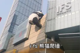 成都春熙路著名网红打卡地熊猫爬墙今天到楼顶上目睹了一下真容视频封面