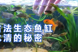无过滤生态鱼缸，水质长期保持清澈的秘密，古法养鱼怎么保持水清视频封面