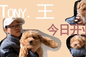小狗的毛都长到眼睛里去了，今天给它们修剪一下视频封面