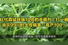 比代森锰锌强10倍的杀菌剂，打一遍消灭99%的土传病害，高产100%