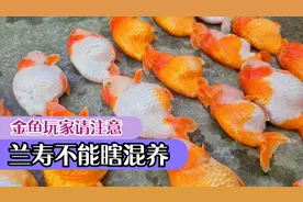 兰寿金鱼不能瞎混养，3种观赏鱼会让它刮掉，看你犯错没