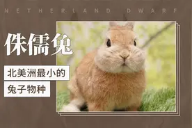 侏儒兔——北美洲最小的兔子物种视频封面