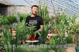 修剪发财树枝条千万别扔，学会这个方法，不用生根液也能快速生根