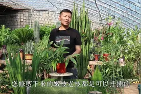 修剪发财树枝条千万别扔，学会这个方法，不用生根液也能快速生根视频封面