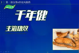中药-千年健的主治功效