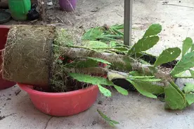 仙人掌换盆，这样做“简单粗暴”，分分钟换好视频封面