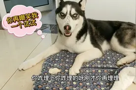 二哈偷藏馒头动作太过滑稽，见主人嘲笑它竟然立马翻脸，成精了视频封面