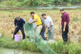 龙虾养在稻田里一亩可赚上万元，梅州一田双养双丰收