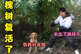 死了十几年的槐树复活，金毛说是树底下有尸体为养分，是这样吗？视频封面